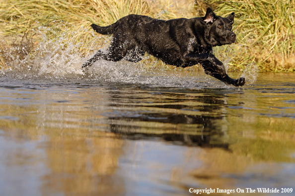 Black Labrador Retriever