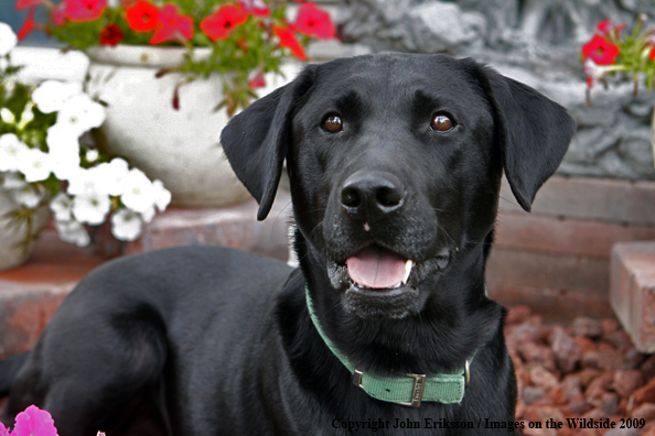 Black Labrador Retriever 