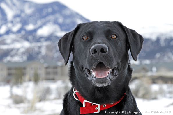 Black Labrador Retriever in winter. 