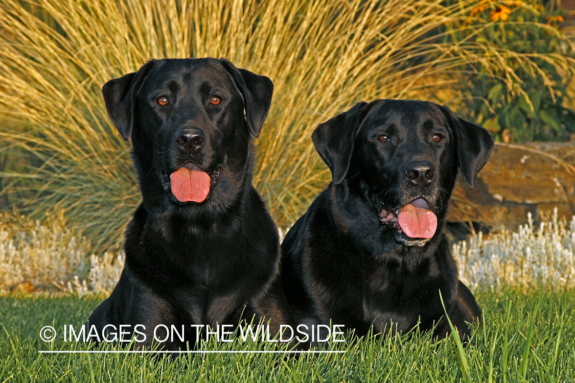 Black Labrador Retrievers