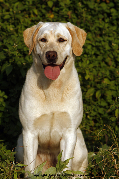 Yellow Labrador Retriever in field