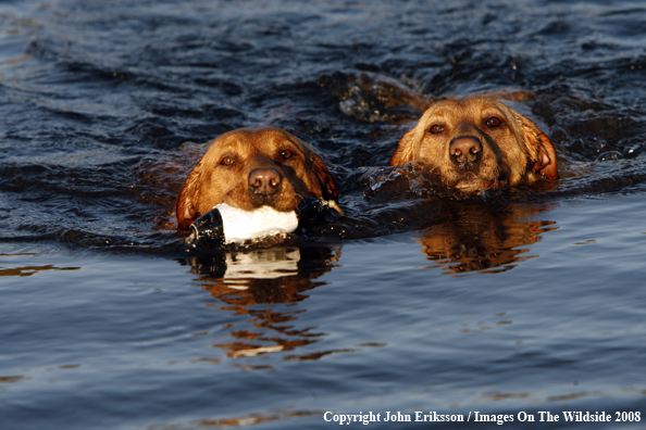 Yellow Labrador Retrievers 