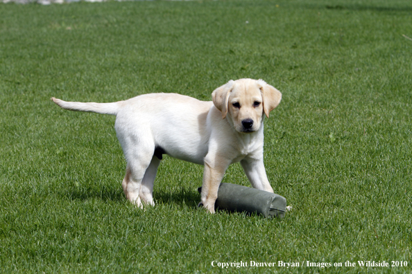 Yellow Labrador Retriever Puppy