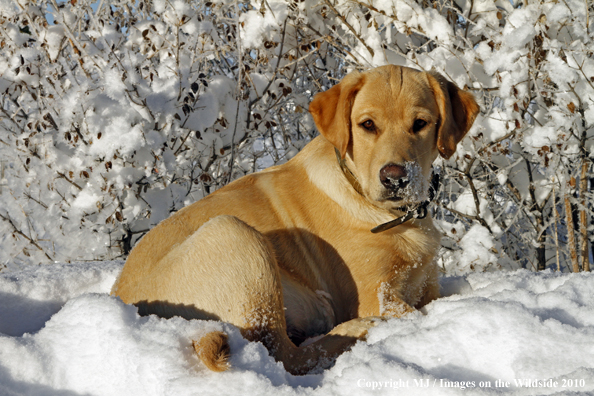 Yellow Labrador Retriever 