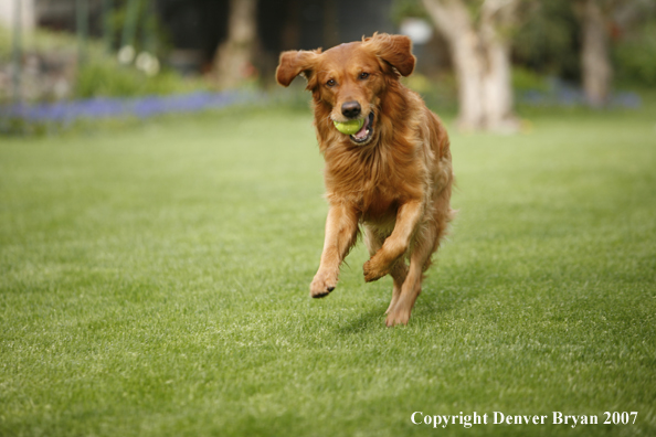 Golden Retriever