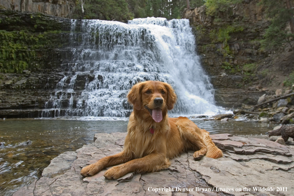 Golden Retriever in front of waterfall