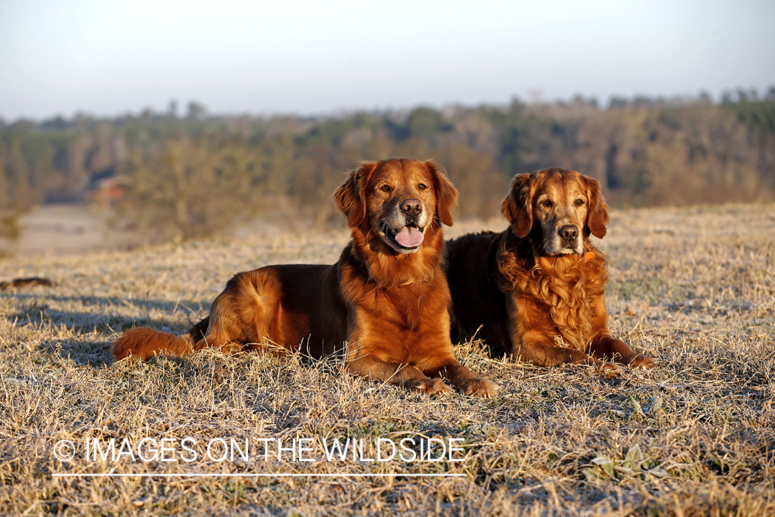 Golden Retrievers