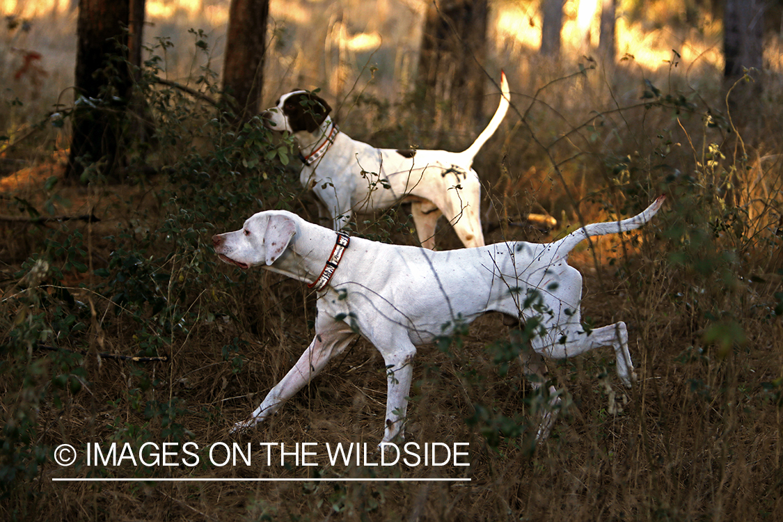 English pointers on bobwhite quail hunt.