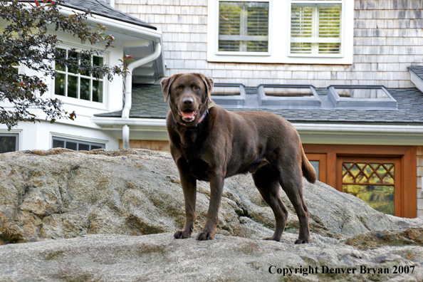 Chocolate Labrador Retriever