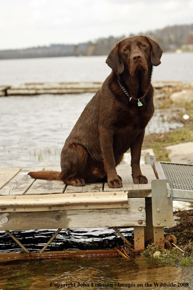 Chocolate Labrador Retriever sitting on dock