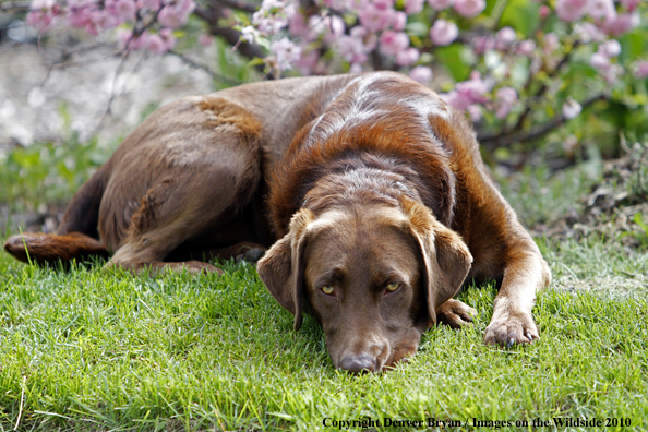 Chocolate Labrador Retriever