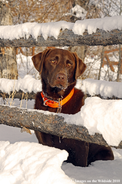 Chocolate Labrador Retriever