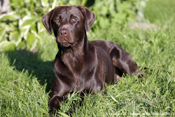 Chocolate Labrador Retriever.