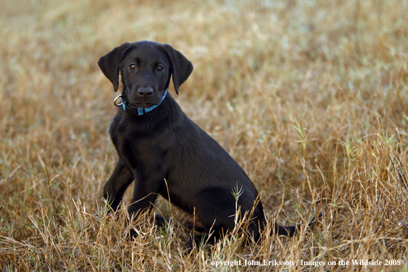 Black Labrador Retriever pup