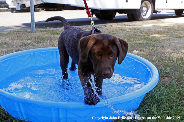 Chocolate Labrador Retriever puppy in pool