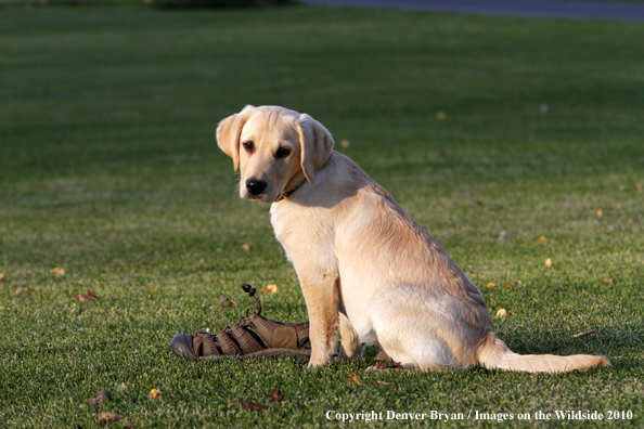 Yellow Labrador Retriever Puppy