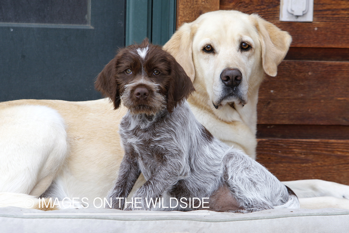 Wirehaired pointing griffon and lab on dog bed.