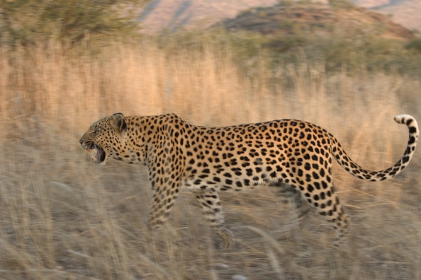 Leopard in habitat. Africa