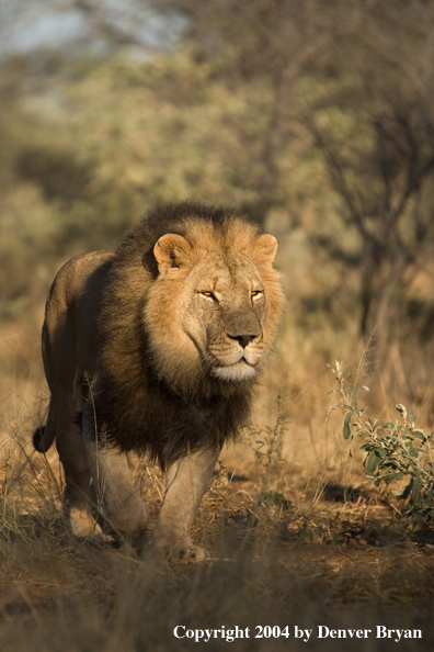 Male African lion in habitat. Africa