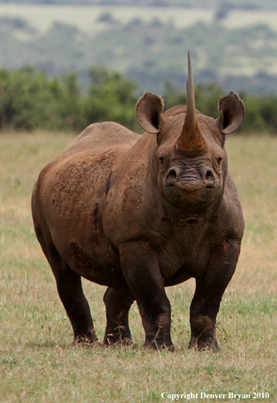 Black rhinocerous