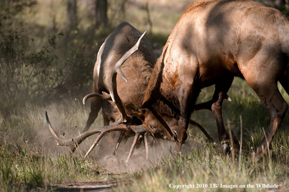 Rocky mountain elk in habitat.