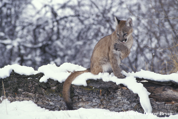 Mountain lion cub in habitat