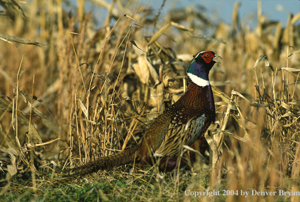 Ring-necked pheasant standing in field.