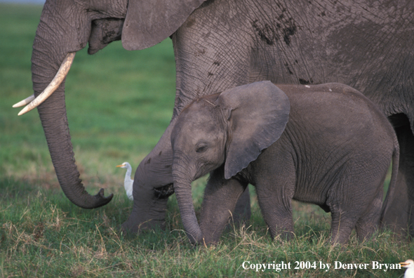 Baby African elephant with mother.