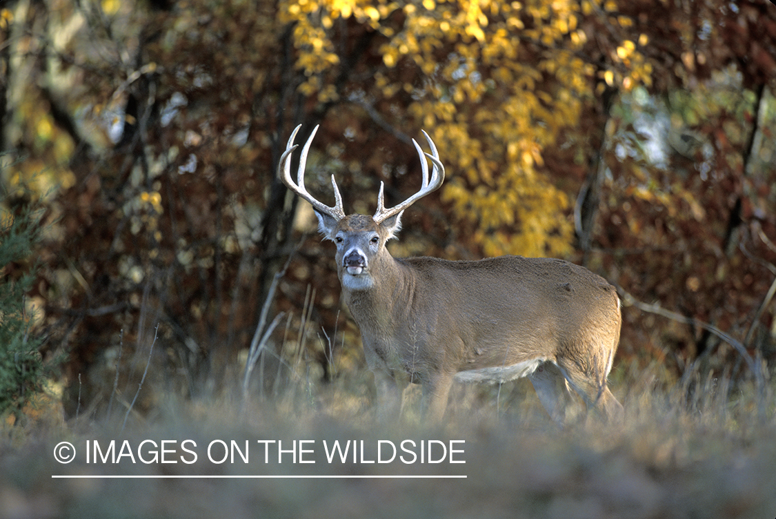 Whitetail deer in habitat.