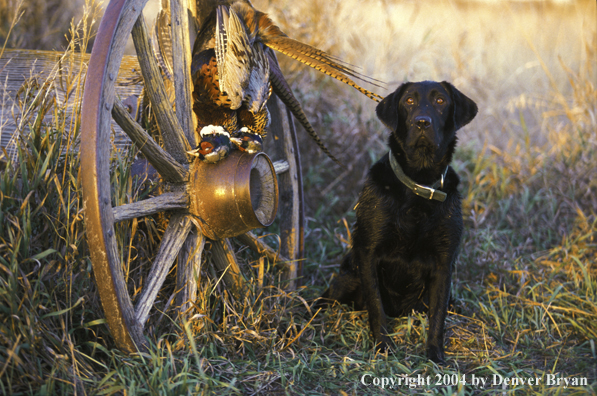 Black Labrador Retriever with pheasants