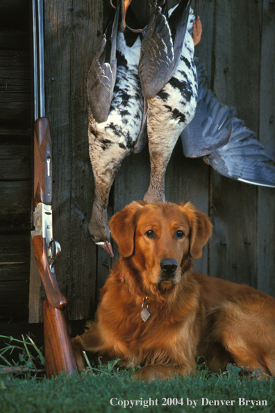 Golden Retriever with bagged geese.  