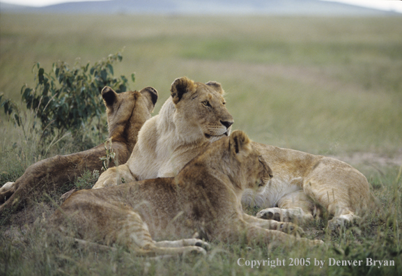 African lioness and cubs bedded in field.