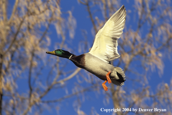 Mallard drake in flight