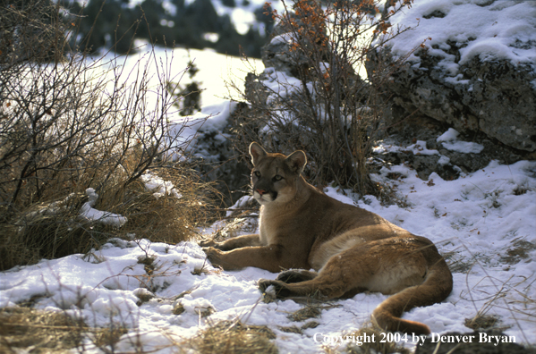 Mountain lion in habitat