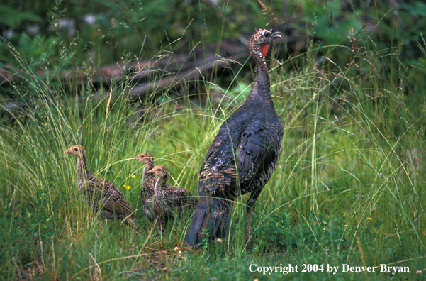 Eastern turkey with poults.