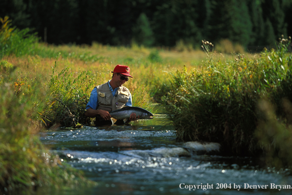 Flyfisherman releasing rainbow trout.