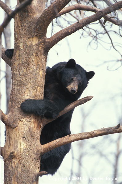 Black Bear up a tree.