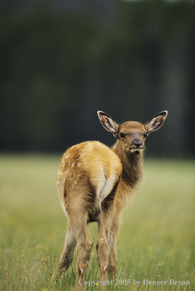 Elk calf in meadow.