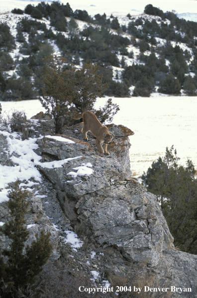 Mountain lion in habitat