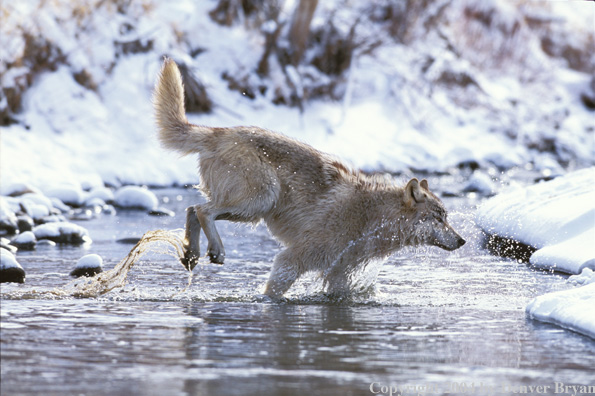 Gray wolf running across stream.