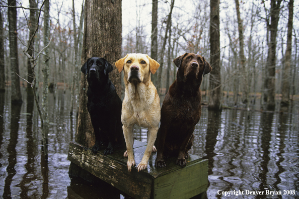 Labrador Retrievers