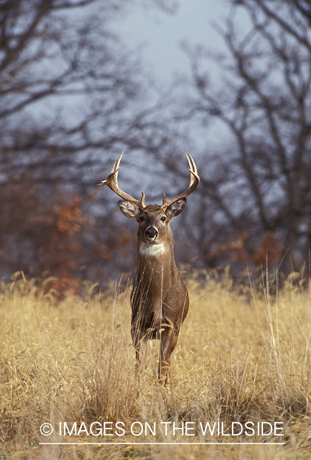 Whitetailed deer in habitat.