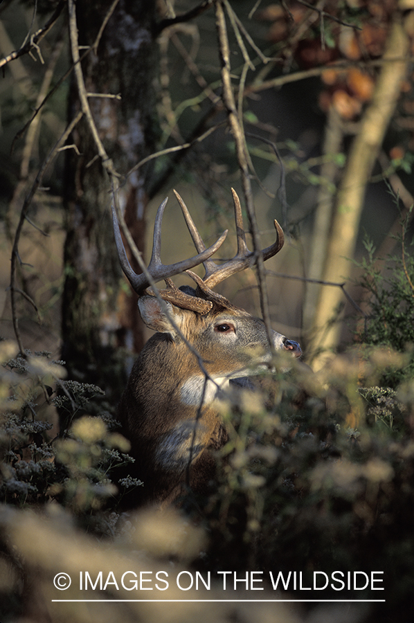 Whitetail deer bedded down.