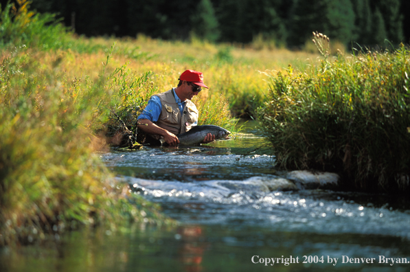 Flyfisherman releasing rainbow trout.