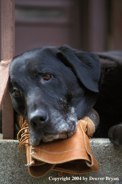 Black Labrador Retriever using a boot for a pillow