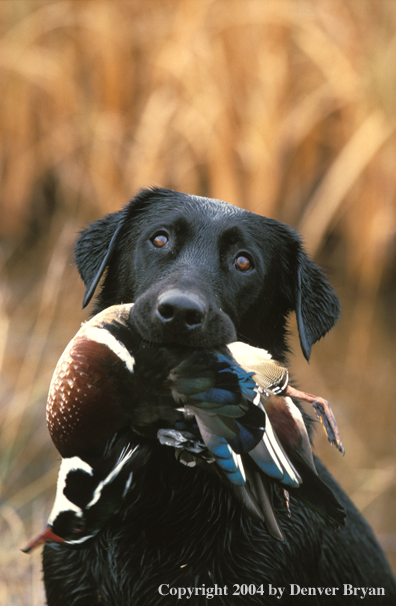 Black Labrador Retriever with wood duck.