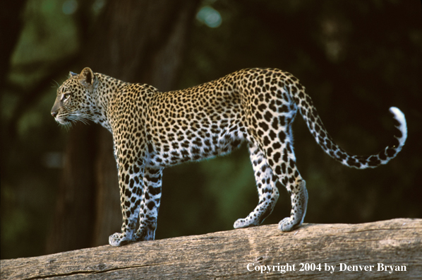 Leopard in habitat. Africa