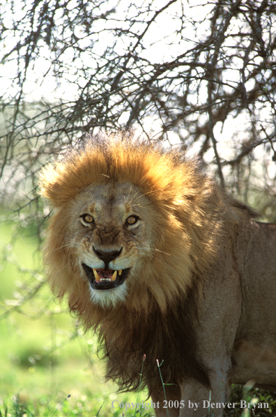 Male African lion in habitat.  Africa