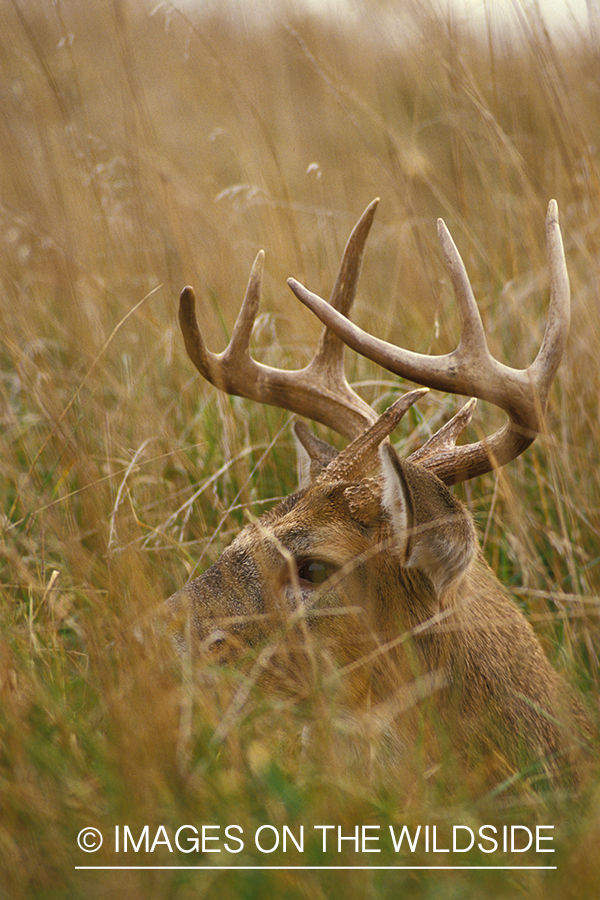 Whitetailed deer bedded down.