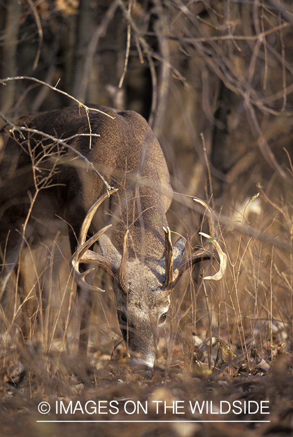 Whitetail deer at scrape.